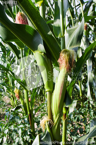 Image of corn field