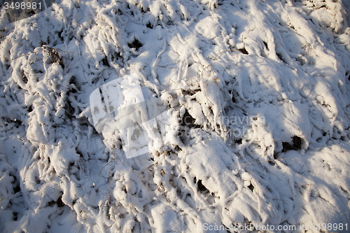 Image of plants under snow  