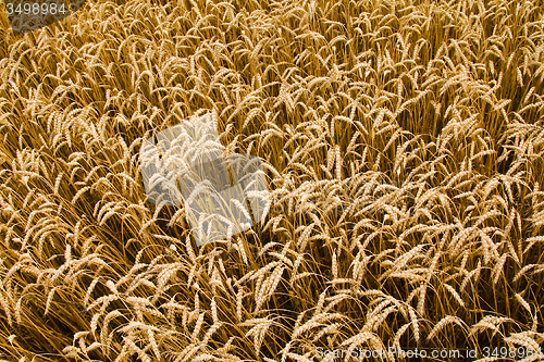Image of  harvest company