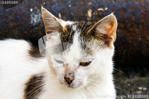 Image of homeless cat