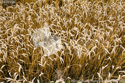 Image of  harvest company