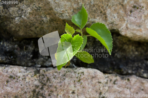 Image of sprouts new plants in spring season