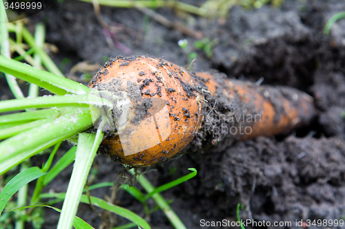 Image of   carrots