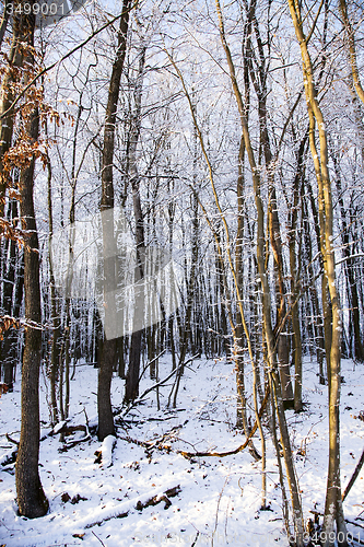 Image of winter forest  