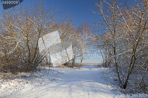 Image of winter forest  