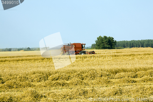 Image of cleaning wheat