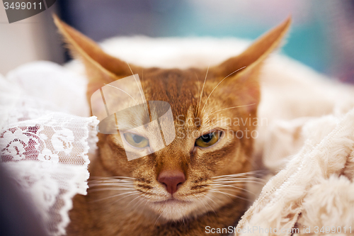 Image of Abyssinian cat  