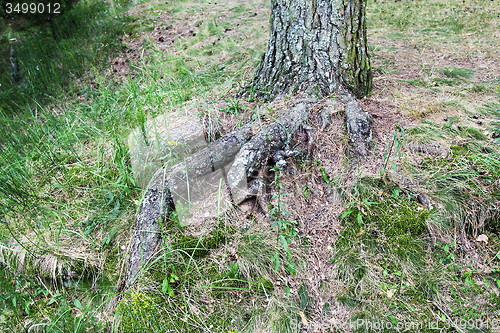 Image of the roots of the tree