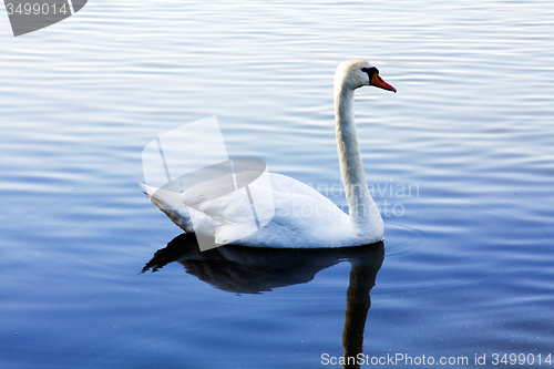 Image of White Swan 