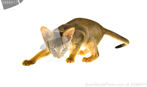 Image of Abyssinian cat