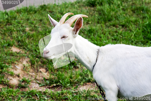 Image of White goat