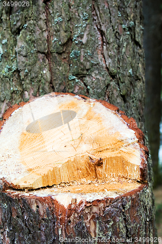 Image of  felled tree