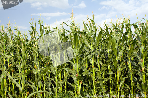 Image of corn field