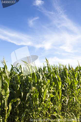 Image of corn field  