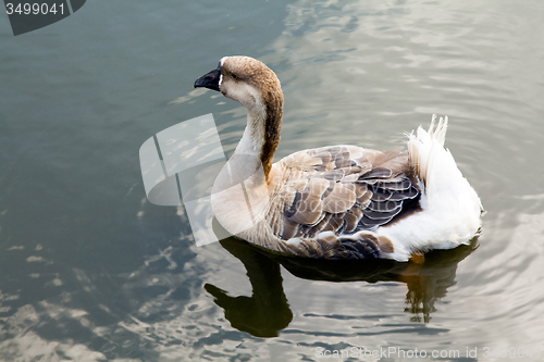 Image of Duck water