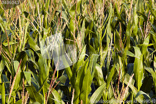 Image of  grow corn