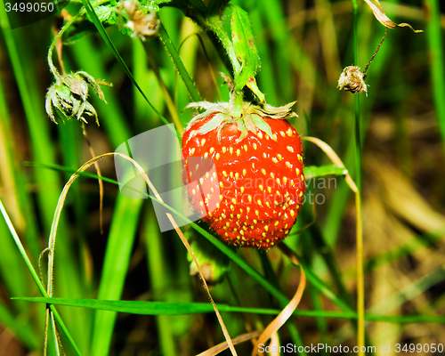 Image of   strawberry 