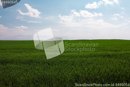 Image of  green unripe grains