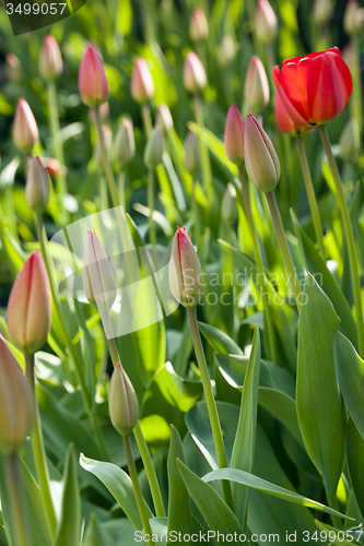 Image of dark tulips  