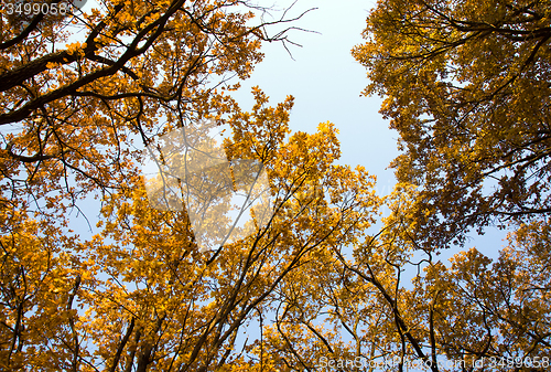 Image of autumn trees  