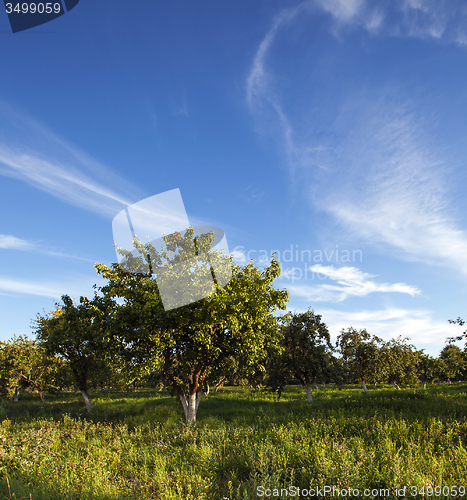 Image of apple-tree garden  