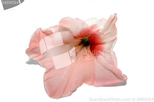 Image of gladiolus 