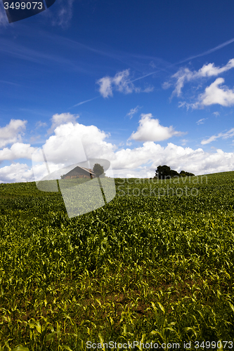 Image of  green unripe grains