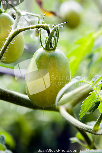 Image of  unripe tomatoes 