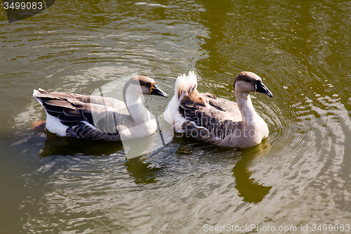 Image of Duck water