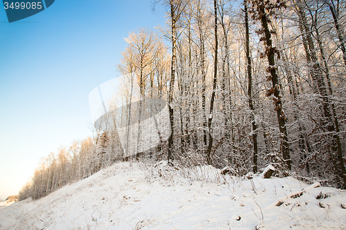 Image of trees   in winter