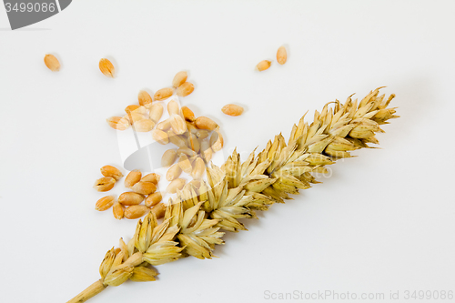 Image of   wheat grain