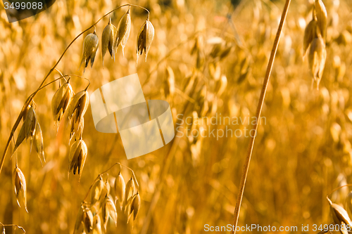 Image of  harvest company