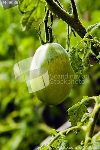 Image of  unripe tomatoes 