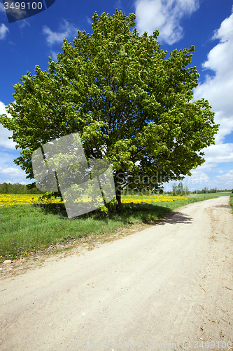 Image of tree at the road  rural road