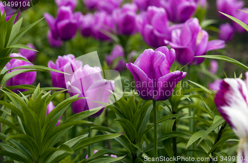 Image of tulips  