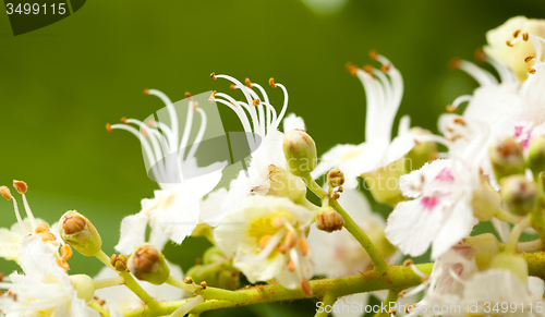 Image of chestnut flower  