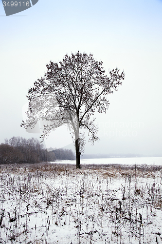 Image of grass under snow  
