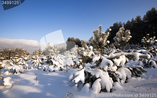 Image of fir forest  