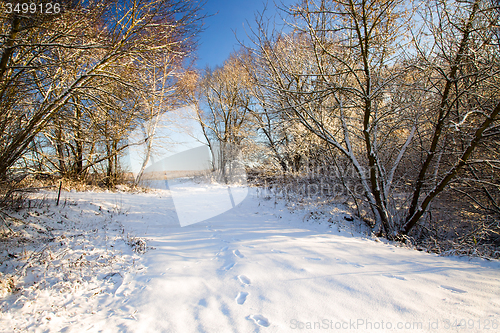 Image of trees   in winter