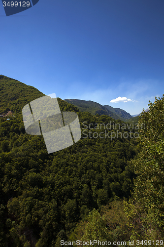 Image of   trees in  summer 