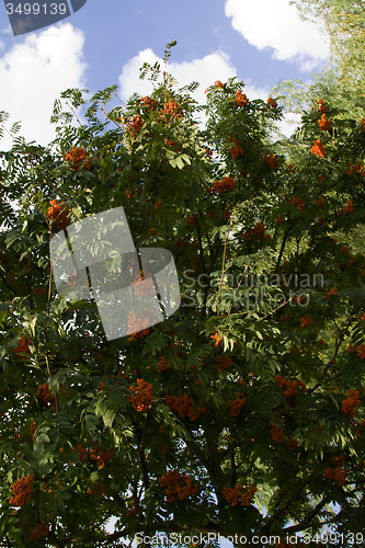 Image of ripe Rowan