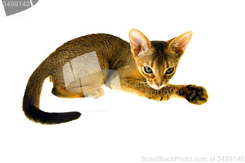 Image of Abyssinian cat  