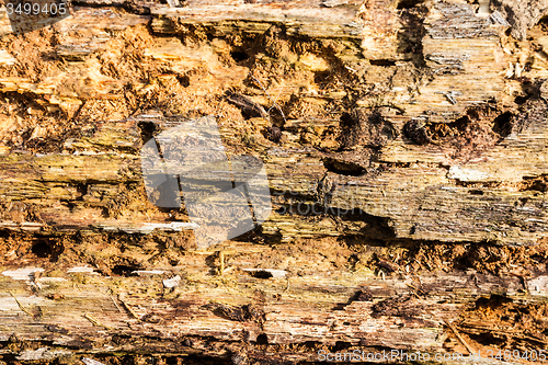 Image of Old bark detail