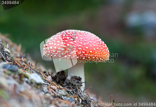 Image of Amanita muscaria, a poisonous mushroom in a forest