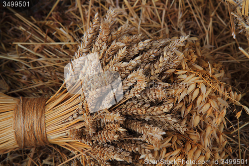 Image of corn background