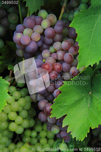 Image of red and white grapes