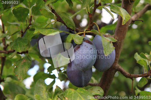 Image of plum tree detail