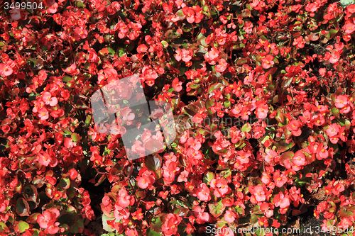 Image of unknown red flowers background