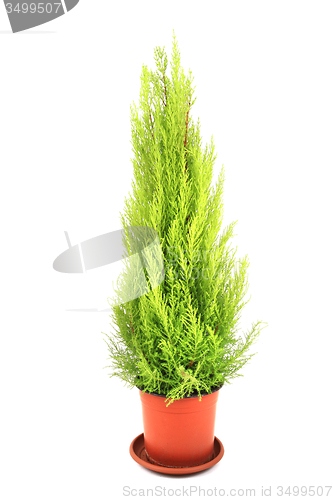 Image of green thuja tree 