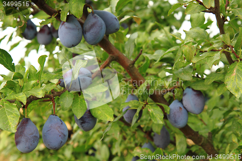 Image of plum tree detail